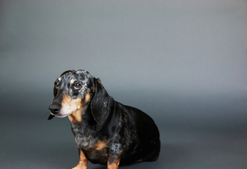 寂しがり屋なミニチュアダックスが見せるサイン