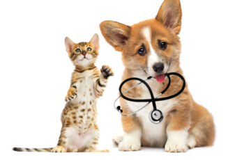 愛犬・愛猫のための救急動物病院！緊急時の対応と選び方や東京のオススメ病院をご紹介