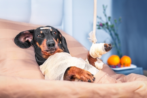 麻布PET CLINICは各種ペット保険対応！